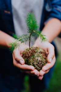 Female hand holding sprout wilde pine tree in front in nature green forest. Earth Day save environment concept. Growing seedling forester planting. Female hand holding sprout wilde pine tree in front in nature green forest. Earth Day save environment concept. Growing seedling forester planting.